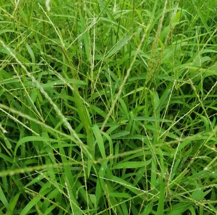 herbicides