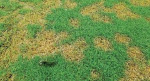 Tizón por Pythium