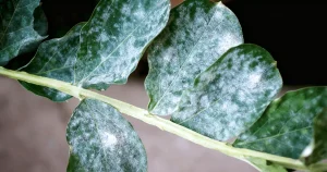 Трифлоксистробин + тебуконазол